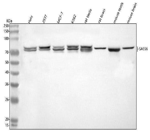 Anti-SASS6 Antibody Picoband® Boster Bio