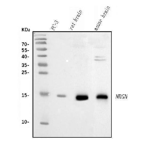 Anti-Neurogranin/NRGN Antibody Picoband® Boster Bio