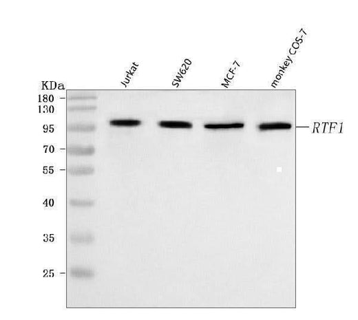 Anti-RTF1 Antibody Picoband® Boster Bio