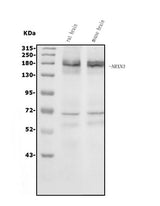 Anti-NRXN3 Antibody Picoband® Boster Bio