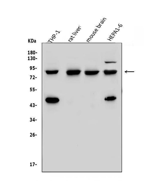 Anti-Vinexin/SORBS3 Antibody Picoband® Boster Bio
