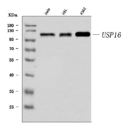 Anti-USP16 Antibody Picoband® Boster Bio