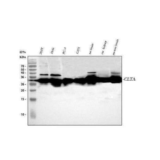 Anti-CLTA Antibody Picoband® Boster Bio