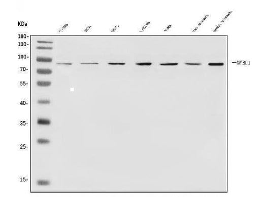 Anti-v-Myb/MYBL1 Antibody Picoband® Boster Bio