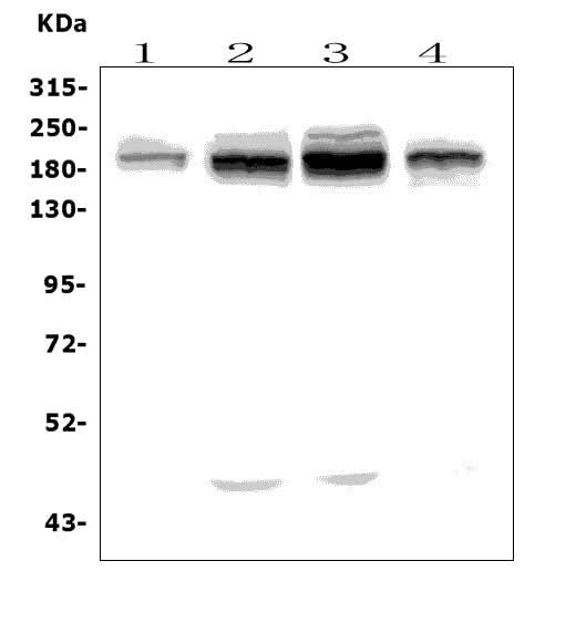 Anti-UBR2 Picoband® Antibody Boster Bio