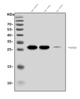 Anti-Gsta3 Antibody Picoband® Boster Bio