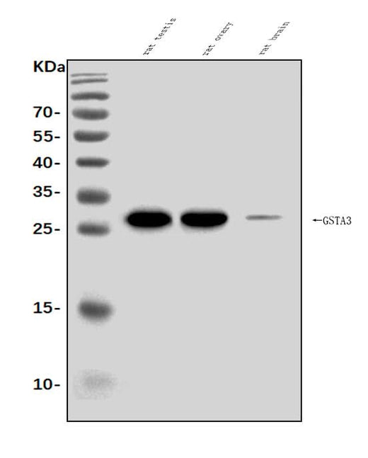 Anti-Gsta3 Antibody Picoband® Boster Bio