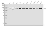 Anti-SEC23B Antibody Picoband® Boster Bio