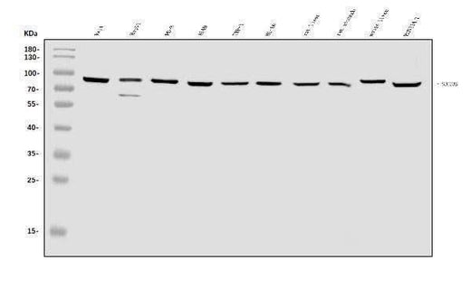 Anti-SEC23B Antibody Picoband® Boster Bio