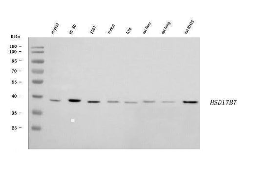 Anti-HSD17B7 Antibody Picoband® Boster Bio