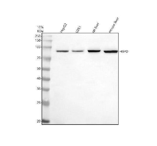 Anti-H6PD Antibody Picoband® Boster Bio