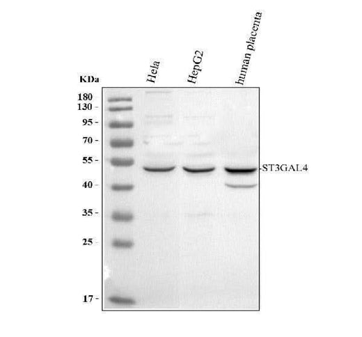 Anti-ST3GAL4 Antibody Picoband® Boster Bio