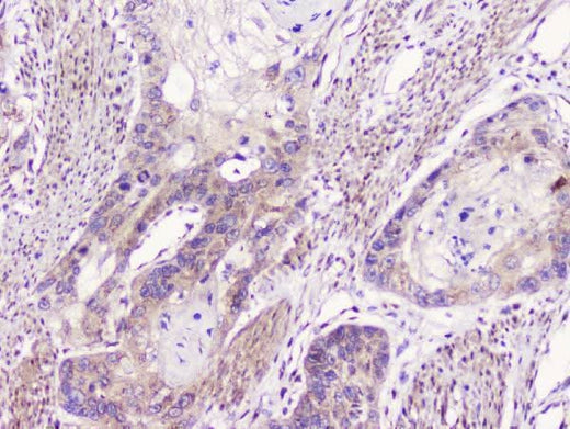 Anti-GM130/GOLGA2 Antibody Picoband® Boster Bio