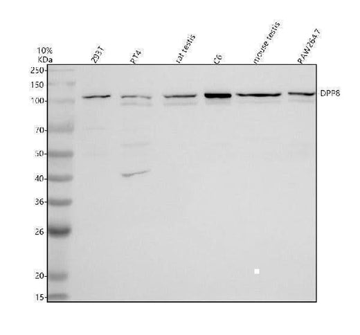 Anti-DPP8 Antibody Picoband® Boster Bio