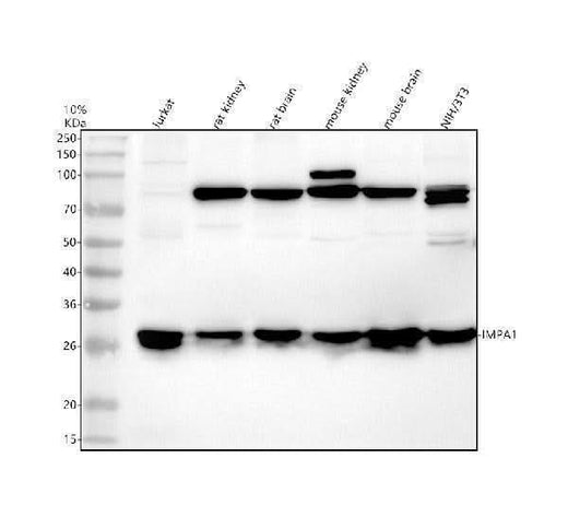 Anti-IMPA1 Antibody Picoband® Boster Bio