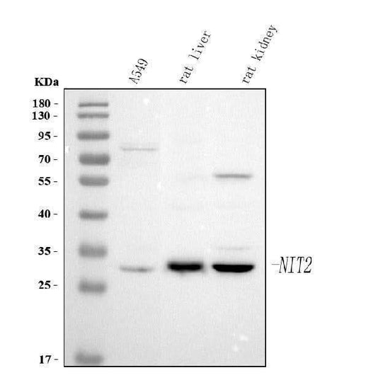 Anti-NIT2 Antibody Picoband® Boster Bio