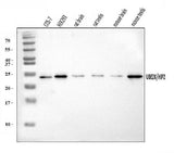 Anti-HIP2/LIG/UBE2K Antibody Picoband® Boster Bio