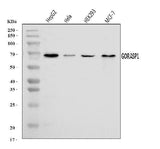 Anti-GRASP65/GORASP1 Antibody Picoband® Boster Bio