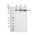 Anti-BCL9L Antibody Picoband® Boster Bio