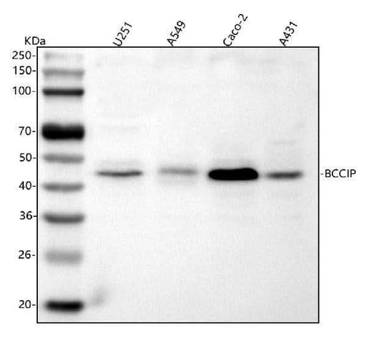 Anti-BCCIP Antibody Picoband® Boster Bio
