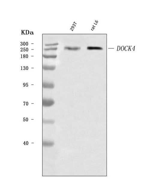 Anti-DOCK4 Antibody Picoband® Boster Bio