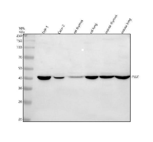 Anti-PELI1 Antibody Picoband® Boster Bio