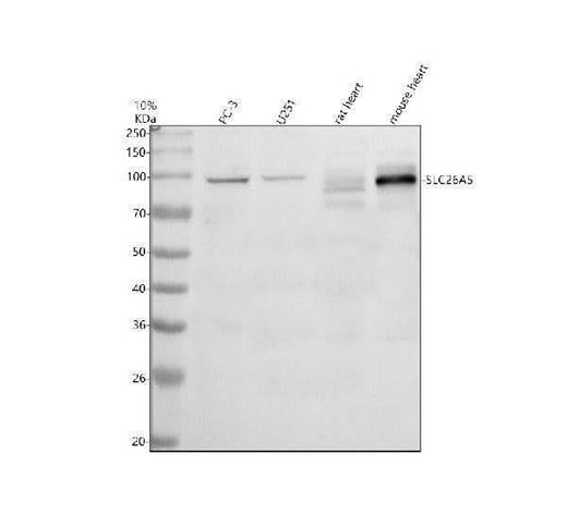 Anti-SLC26A5 Antibody Picoband® Boster Bio