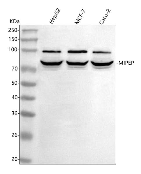 Anti-MIPEP Antibody Picoband® Boster Bio