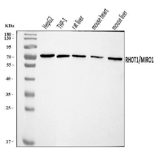 Anti-MIRO1/RHOT1 Antibody Picoband® Boster Bio