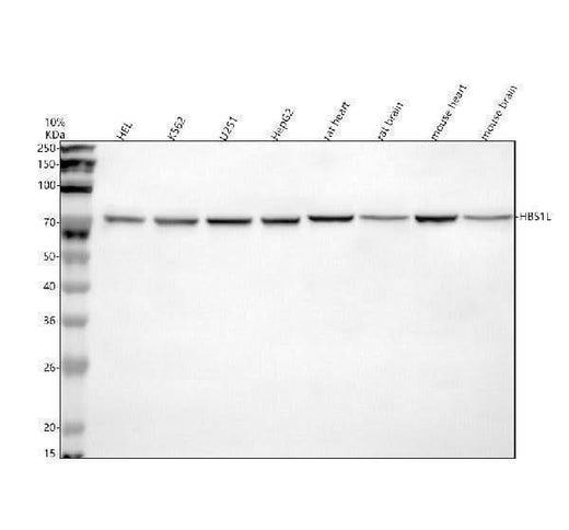 Anti-HBS1L Antibody Picoband® Boster Bio