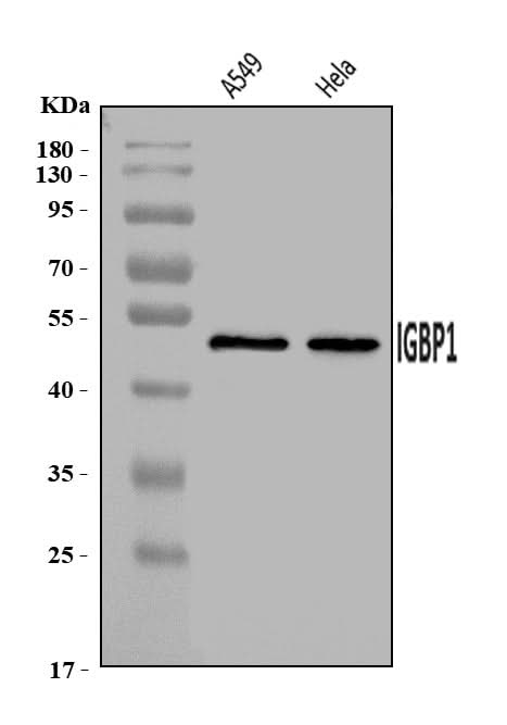 Anti-IGBP1 Antibody Picoband® Boster Bio