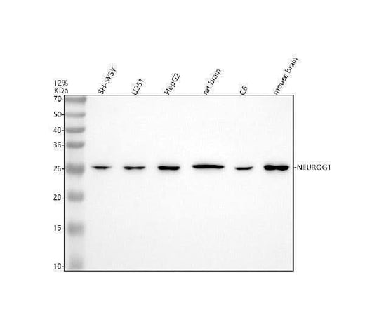 Anti-NEUROG1 Antibody Picoband® Boster Bio