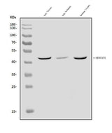 Anti-SERINC3 Antibody Picoband® Boster Bio