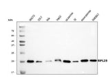 Anti-RPL29 Antibody Picoband® Boster Bio