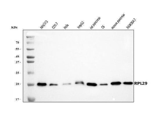 Anti-RPL29 Antibody Picoband® Boster Bio