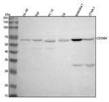 Anti-CD300A Antibody Picoband® Boster Bio