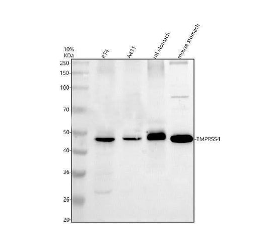 Anti-TMPRSS4 Antibody Picoband® Boster Bio
