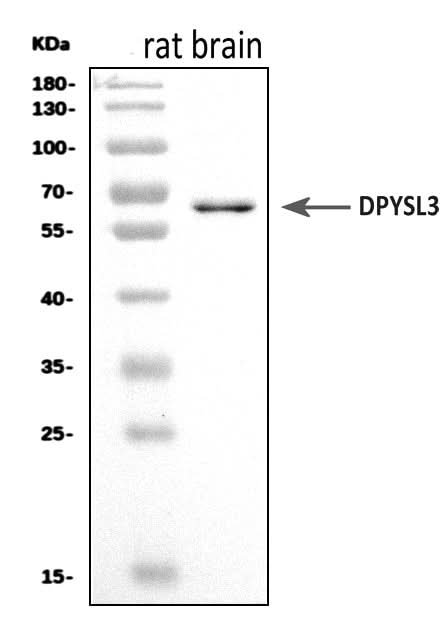 Anti-CRMP4/Dpysl3 Antibody Picoband® Boster Bio