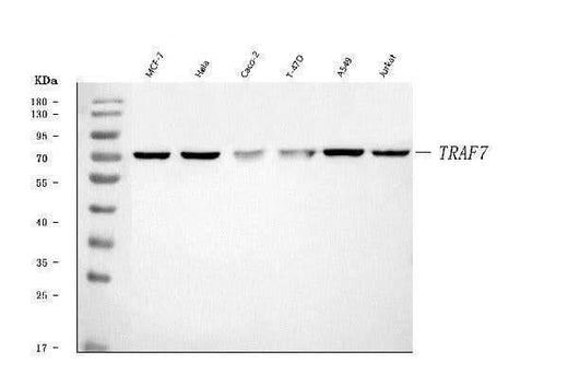 Anti-TRAF7 Antibody Picoband® Boster Bio