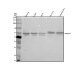 Anti-HAPLN1 Antibody Picoband® Boster Bio