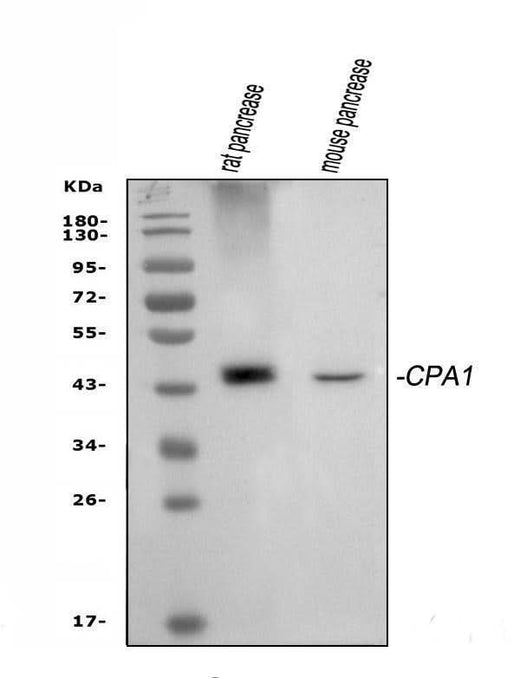 Anti-Carboxypeptidase A/CPA1 Antibody Picoband® Boster Bio