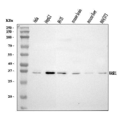 Anti-Dexras1/RASD1 Antibody Picoband® Boster Bio