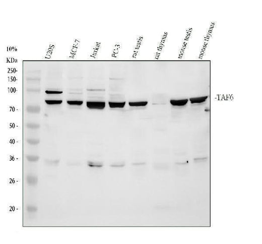Anti-TAF6 Antibody Picoband® Boster Bio