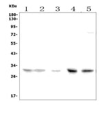 Anti-Slc25a1 Picoband® Antibody Boster Bio
