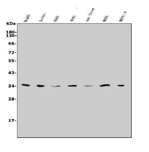 Anti-Slc25a1 Antibody Picoband® Boster Bio