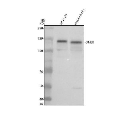 Anti-DTD1 Antibody Picoband® Boster Bio