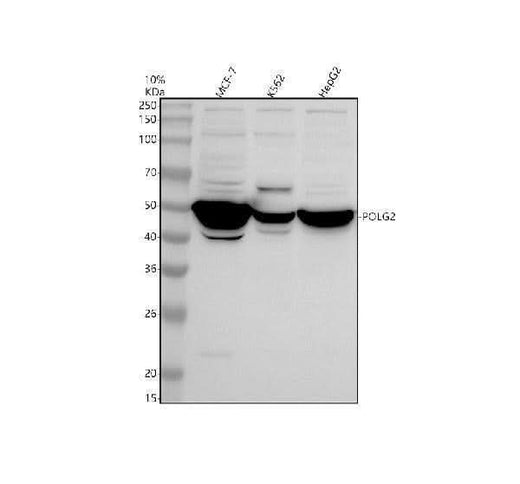 Anti-POLG2 Antibody Picoband® Boster Bio