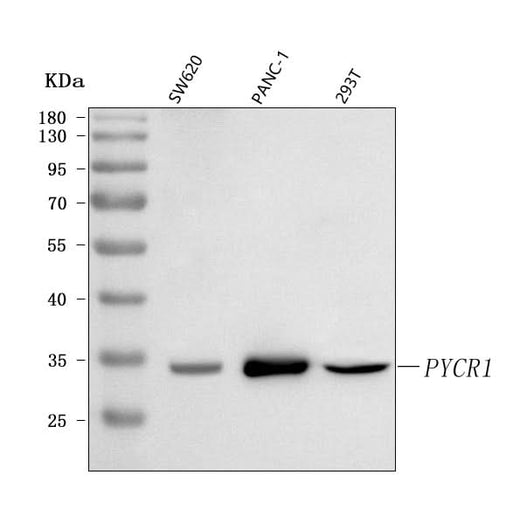 Anti-PYCR1 Antibody Picoband® Boster Bio