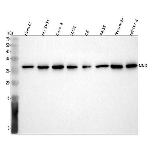 Anti-MMD Antibody Picoband® Boster Bio