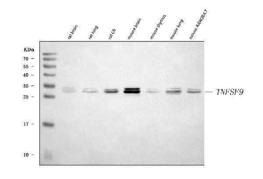 Anti-4-1BBL/Tnfsf9 Antibody Picoband® Boster Bio